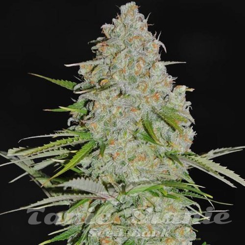 AK47 F1