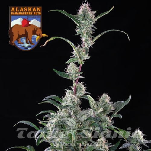 Nasiona Marihuany Alaskan Bananaberry Auto - SEEDSMAN
