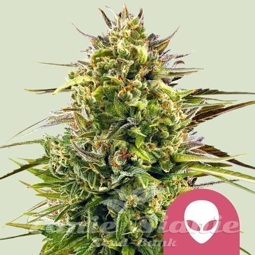 Nasiona Marihuany Alien OG - ROYAL QUEEN SEEDS