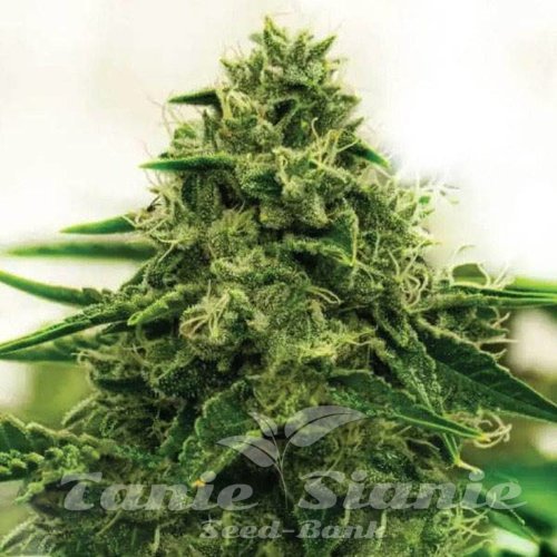 Amnesia F1