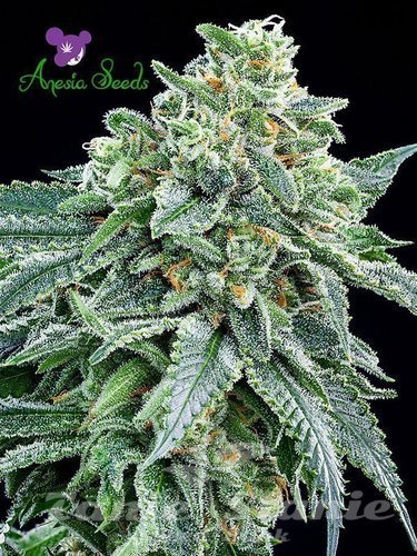 Nasiona Marihuany Strawberry Tree - ANESIA SEEDS