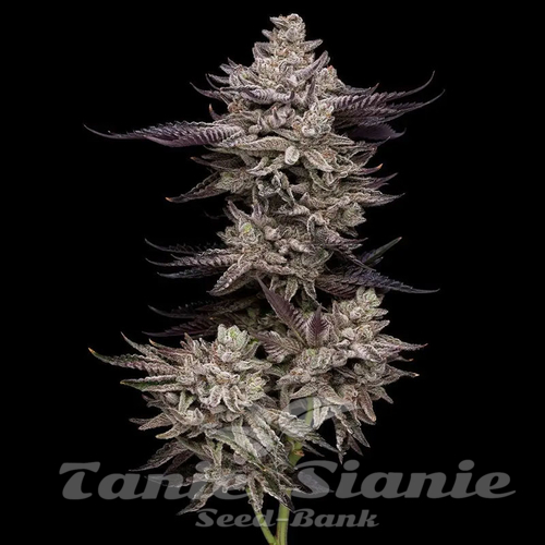 Animorph Mints - COMPOUND GENETICS