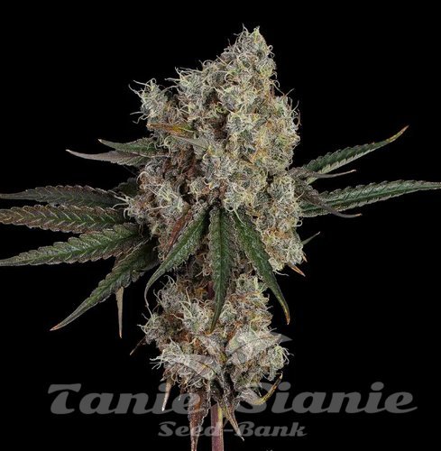 Another Level - HAPPY VALLEY GENETICS