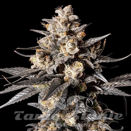 Nasiona Marihuany Apple Bananas - 00 SEEDS BANK