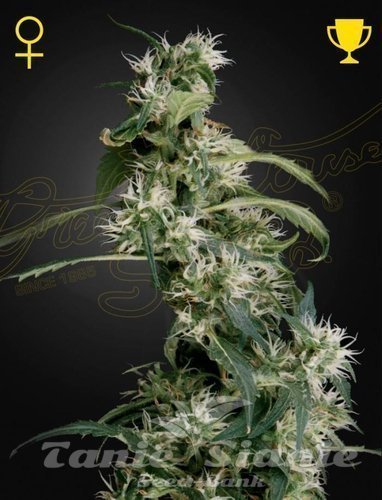 Nasiona Marihuany Arjan's Ultra Haze #2 - GREEN HOUSE SEEDS