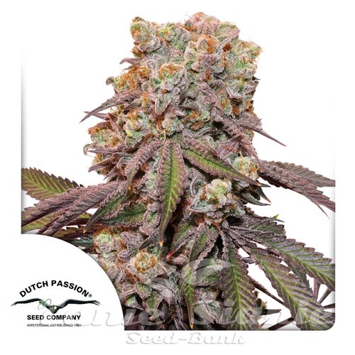 Nasiona Marihuany Auto Candy Bubatz XL - DUTCH PASSION
