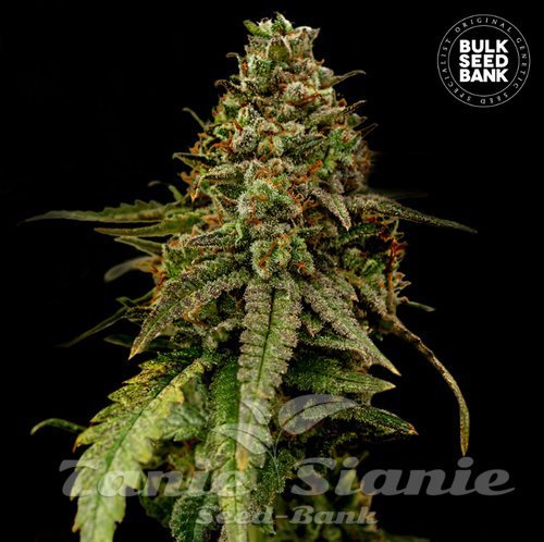 Nasiona Marihuany Auto Coffe Rocket - BULK SEED BANK