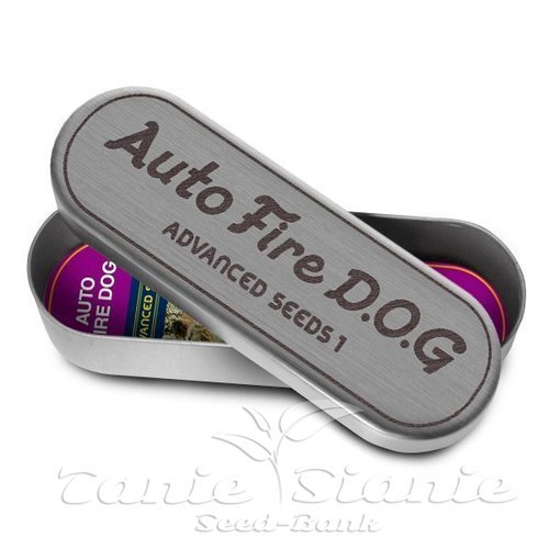Nasiona Marihuany Auto Fire DOG - ADVANCED SEEDS