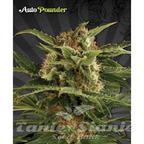 Nasiona Marihuany Auto Pounder - AUTO SEEDS