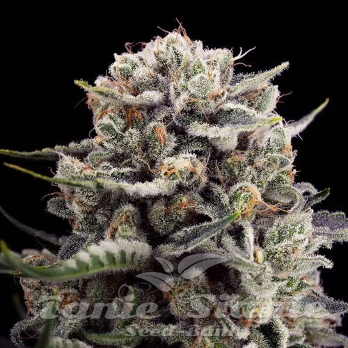 B-45 - SILENT SEEDS