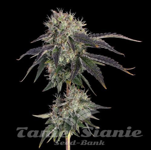Baller's Game - HAPPY VALLEY GENETICS