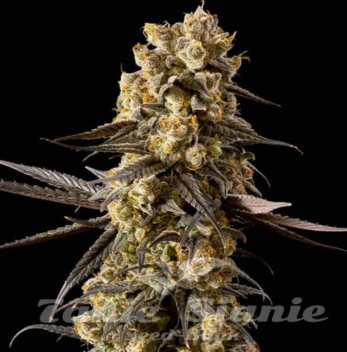 Nasiona Marihuany Banana Biscotti F1 - SEEDSMAN