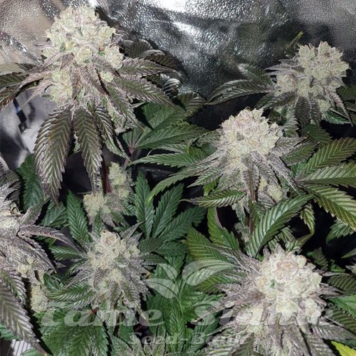 Banana Cake - INHOUSE GENETICS