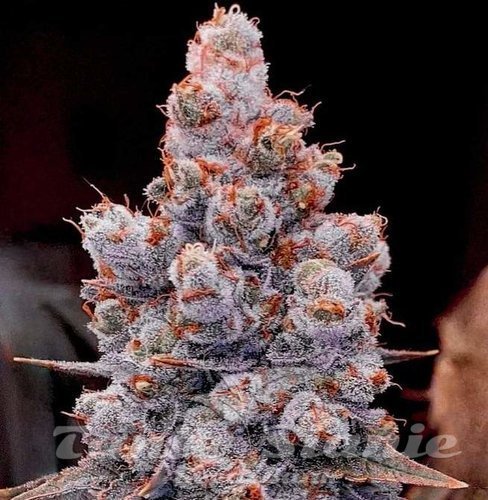 Banana Jealousy RF3 Auto - ETHOS GENETICS