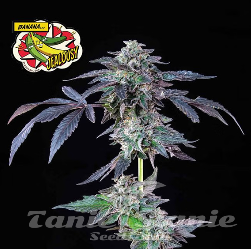 Nasiona Marihuany Banana Jealousy - SEEDSMAN