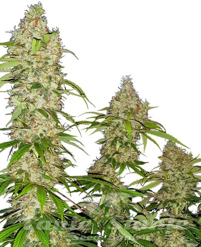 Nasiona Marihuany Banana Kush Cake - SENSI SEEDS