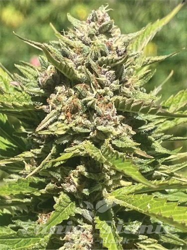 Banana Melt - HUMBOLDT SEED COMPANY