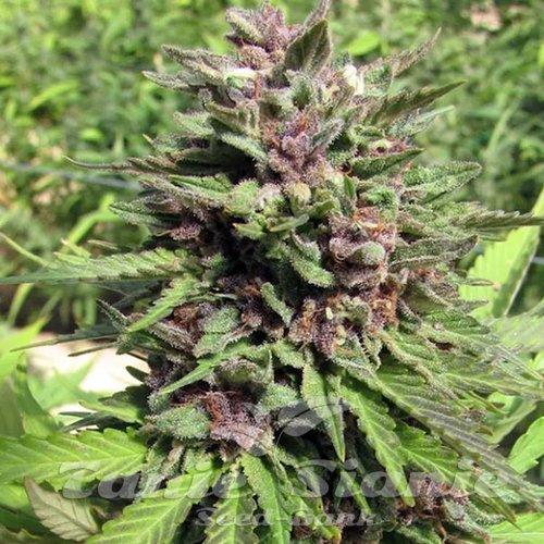 Banana Punch Auto