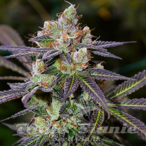 Banana Sherbet