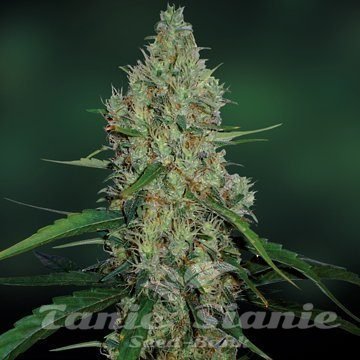 Nasiona Marihuany G13 Haze - BARNEY’S FARM