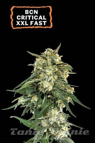 BCN Critical XXL FAST - SEED STOCKERS