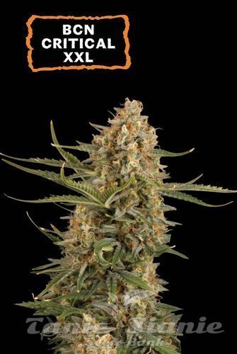 BCN Critical XXL - SEED STOCKERS