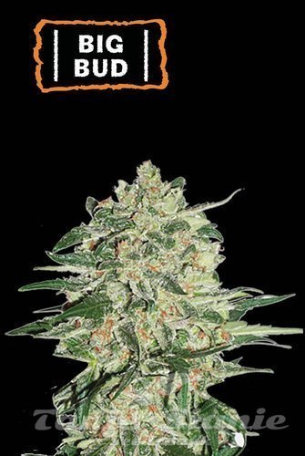 Big Bud Auto - SEED STOCKERS