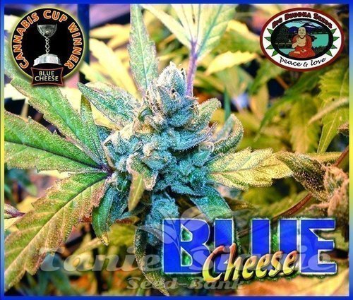 Nasiona Marihuany Blue Cheese - BIG BUDDHA SEEDS