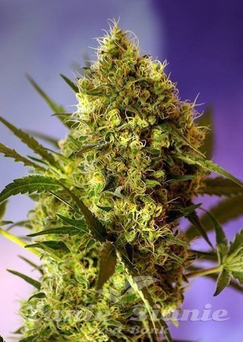 Nasiona Marihuany Big Devil #2 Autoflowering - SWEET SEEDS