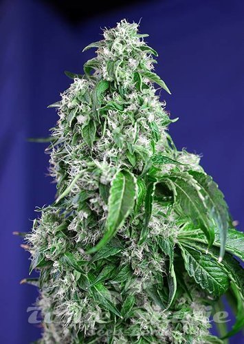 Nasiona Marihuany Big Devil Fast Version - SWEET SEEDS