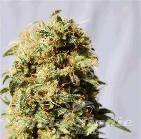 Nasiona Marihuany Auto AK Bio - Biological Seeds