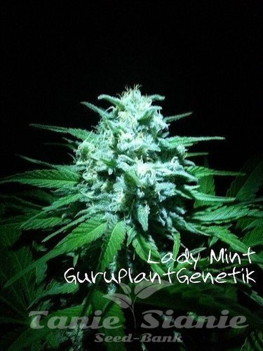 Nasiona Marihuany Lady Mint - Biological Seeds