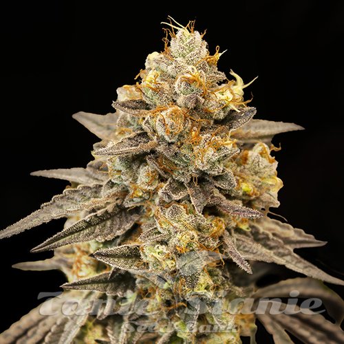 Nasiona Marihuany Biscotti Zkittlez Auto - 00 SEEDS BANK