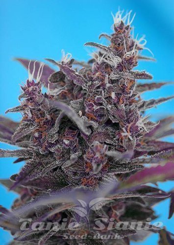 Nasiona Marihuany Black Cream Auto - SWEET SEEDS