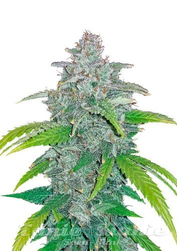 Nasiona Marihuany Blue Dream Matic Auto - FASTBUDS