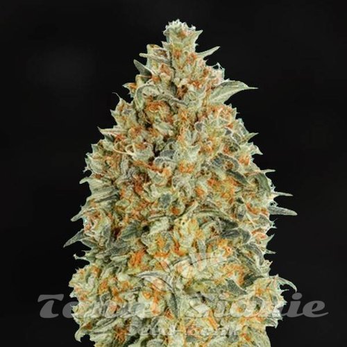Blue Gorilla Auto