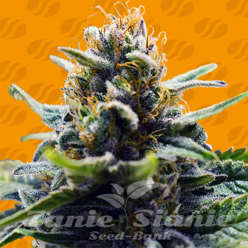 Nasiona Marihuany Blue Zushi - ORIGINAL SENSIBLE SEEDS