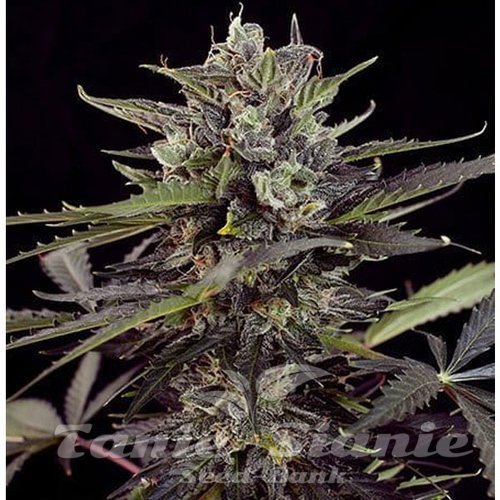 Blueberry Auto