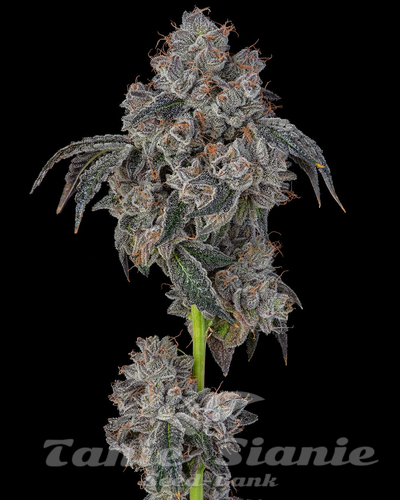 Blueberry Cherries - COOKIES SEEDS