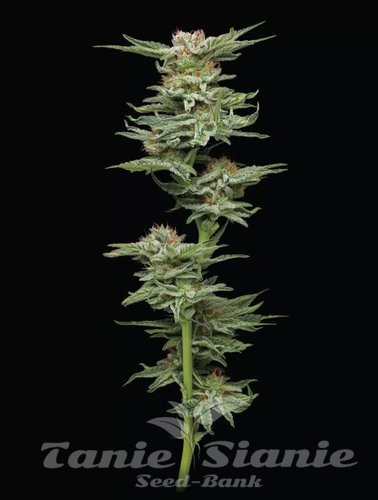 Blueberry Muffin - HUMBOLDT SEED COMPANY