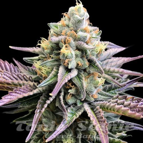 Blueberry Muffins CBD