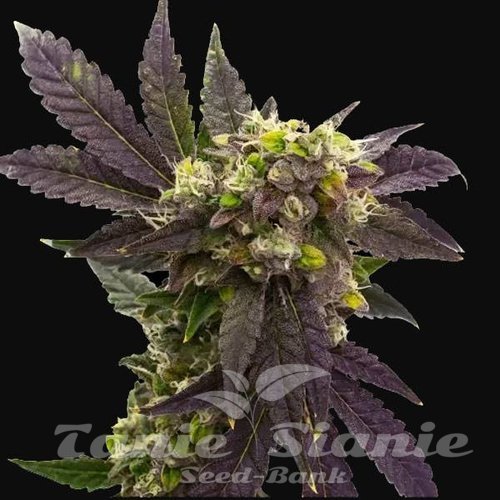 Blueberry x Big Devil Auto