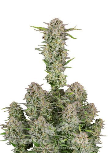 Nasiona Marihuany Bruce Banner Auto - FASTBUDS