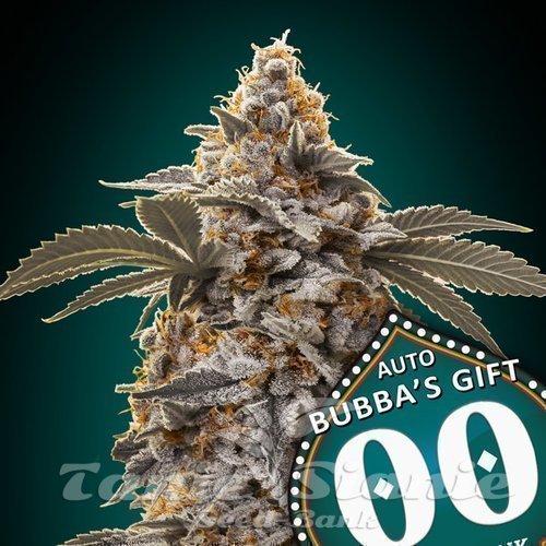 Nasiona Marihuany Bubba's Gift Auto - 00 SEEDS BANK