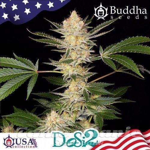 Nasiona Marihuany Buddha DoSi2 - BUDDHA SEEDS