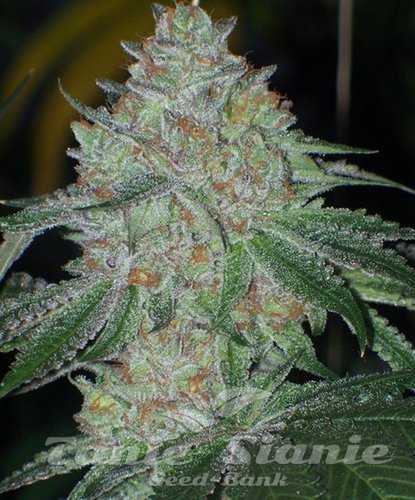 Nasiona Marihuany Buddha Tahoe OG - THE CALI CONNECTION