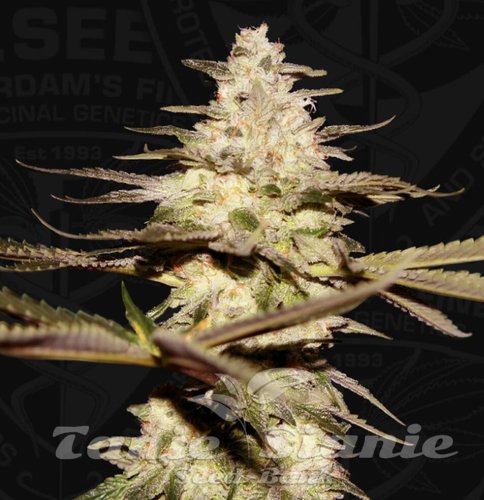 Nasiona Marihuany CaliFunk - T.H. SEEDS