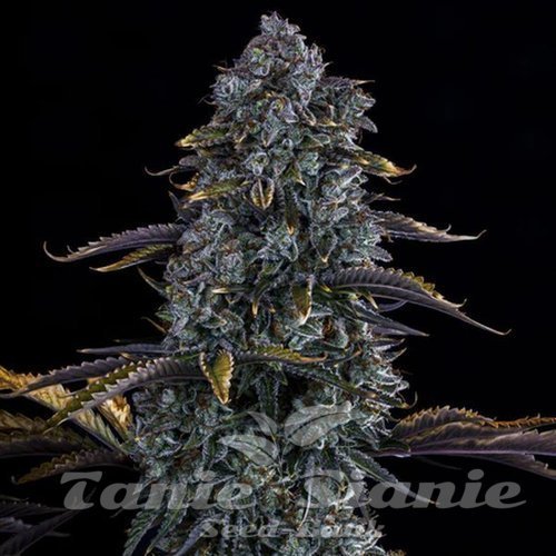 Nasiona Marihuany Canna-Cheese CBD 1:1 Auto - MEPHISTO GENETICS