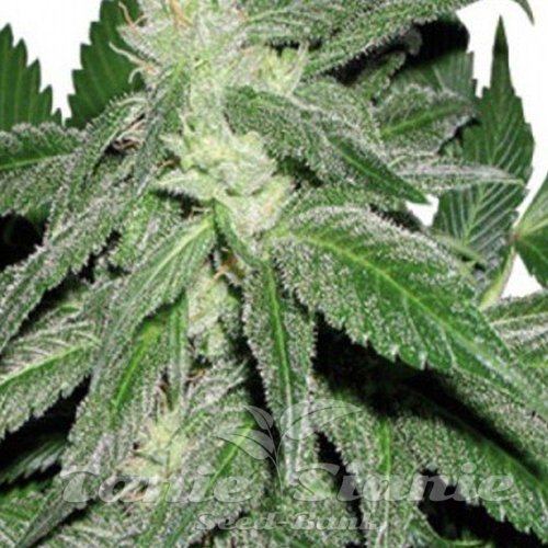 Nasiona Marihuany Taskenti - CANNABIOGEN