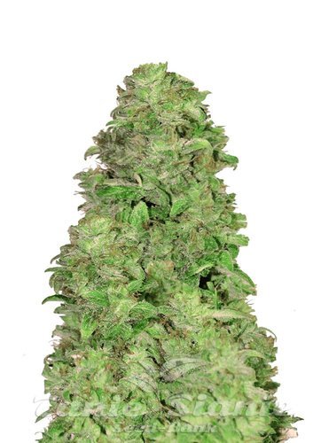 Nasiona Marihuany CBD 20:1 Auto - FASTBUDS
